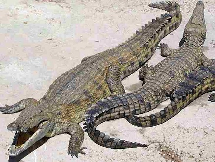 Egypt Lake Nasser_Crocodile Watching_ tours