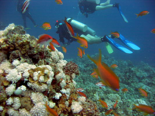 Diving Spot_Red Sea