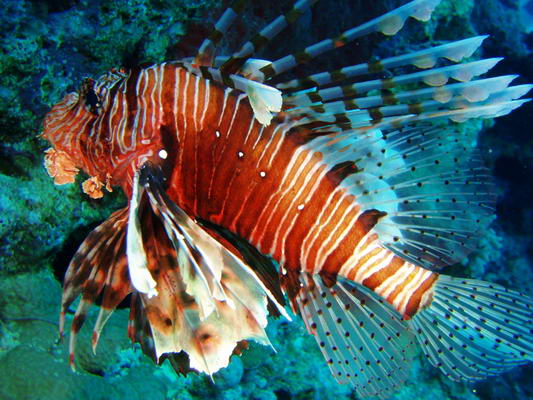 Red Sea_Diving_Diving In Egypt Holidays