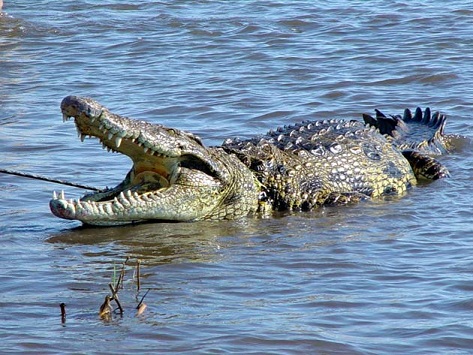 Nile_crocodile_Nasser Lake_Egypt Tours