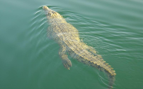 Nile_crocodile_Nasser Lake_Upper Egypt